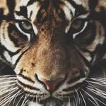 lucuos.r profile picture