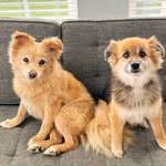 lucy_balirescue profile picture