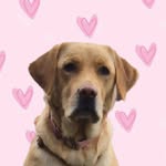 lucy_labradorka profile picture