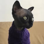 lucythebatcat profile picture