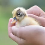 lucy_the_sweet_duck profile picture