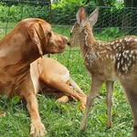 ludovica.leopold profile picture