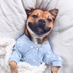ludvik_the_staffy profile picture