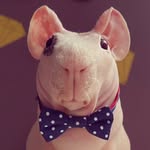 ludwik_guinea_pig profile picture