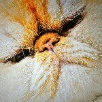lueythecat profile picture