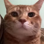 luffys_maddy profile picture