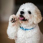 lukepet2020 profile picture