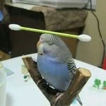 luki.garrido profile picture