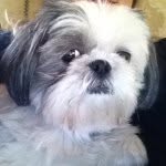 lulu_dacris profile picture