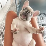 luluthelilacfrenchie profile picture
