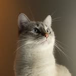 luna.intheskyofdiamonds profile picture