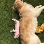 luna.piglet profile picture