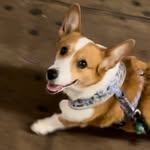 luna.the.brooklyn.corgi profile picture