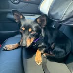 luna.the.lovepup profile picture