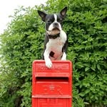 lunabostonterrieruk profile picture