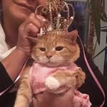 luna_cat22 profile picture