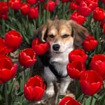 lunaki_the_kokoni profile picture