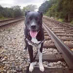 luna_pitbullmix_extraordinaire profile picture