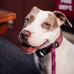 luna_pittiefrompr profile picture
