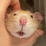 luna__the__hamster profile picture