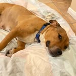 luna_the_pretty_pittie profile picture