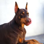 lunathereddoberman profile picture