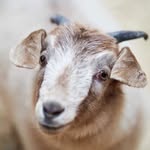 lunatherescuegoat profile picture