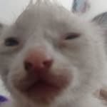 lunatic__18_ profile picture