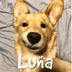 lunaticthegolden profile picture