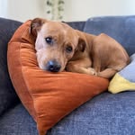 lunchbox_thepup profile picture
