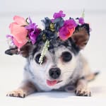 lusealmanor profile picture