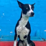 lusiluludog profile picture