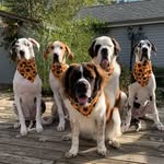 luv_my_danes_n_saints profile picture