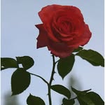 luvsboutique profile picture