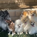 luxury_puppies profile picture