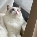 luyi_ragdoll profile picture