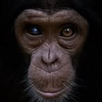 lwiro_primates profile picture