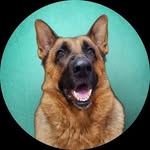 lycanthegsd profile picture