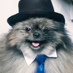 lykothepom profile picture