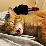 lynhatessneezes profile picture