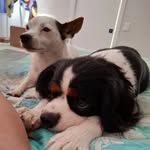 lys_has_ratdogs30 profile picture