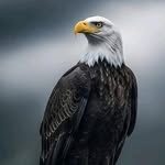 m.farooq.jutt profile picture
