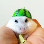 maaaaay_chan profile picture
