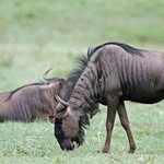 maasaimaranationalreserve profile picture