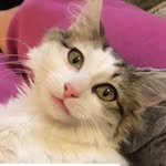 mac.donald.thecat profile picture