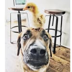 macandkin profile picture