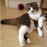macchacat profile picture