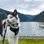 mac_fabcat profile picture