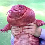 macgyverlizard profile picture