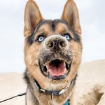mackeytheshepsky profile picture